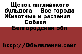 Щенок английского бульдога  - Все города Животные и растения » Собаки   . Белгородская обл.